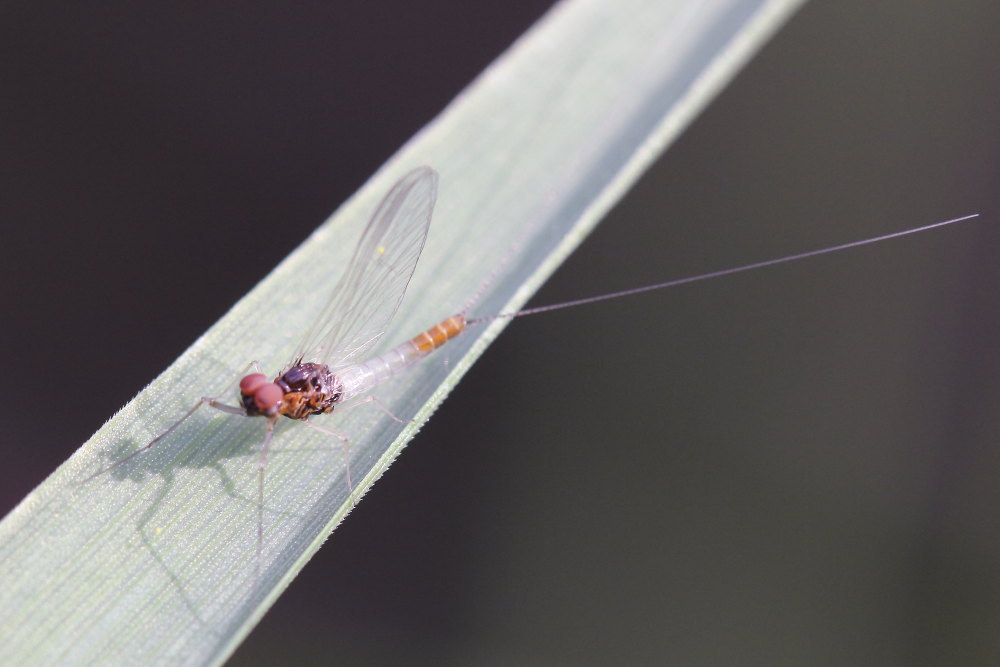 Baetis sp. del fiume Musone