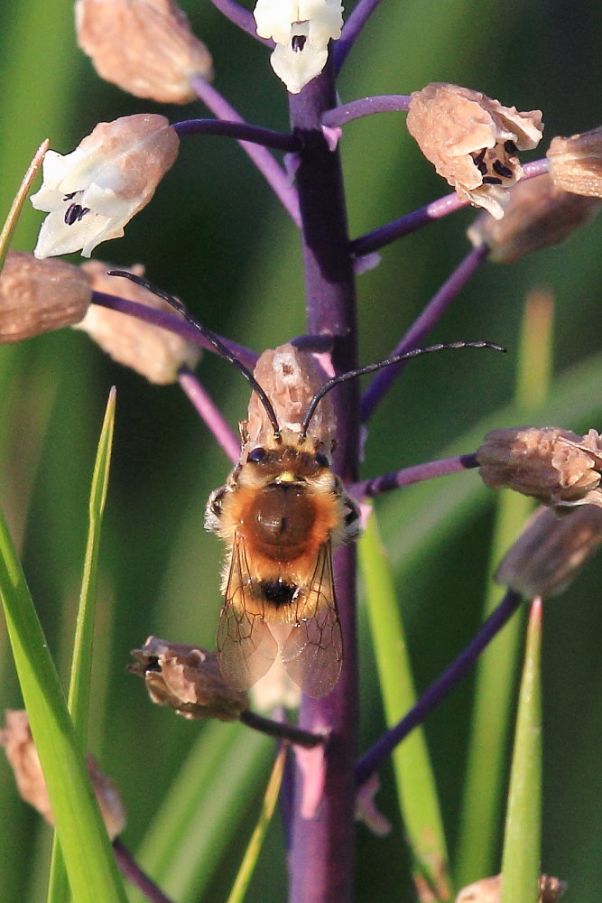 Eucera sp. (Apidae)