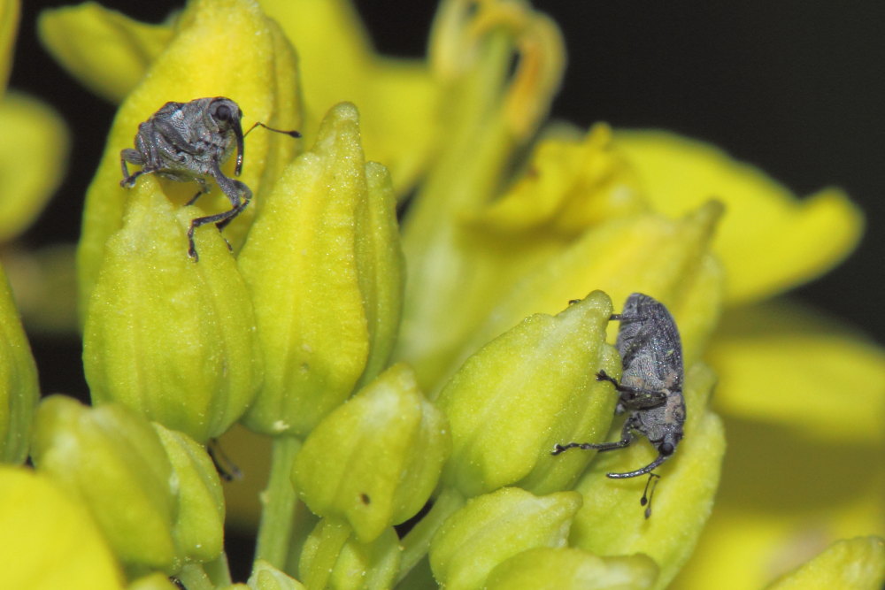 Curculionidae:  Ceutorhynchus obstrictus