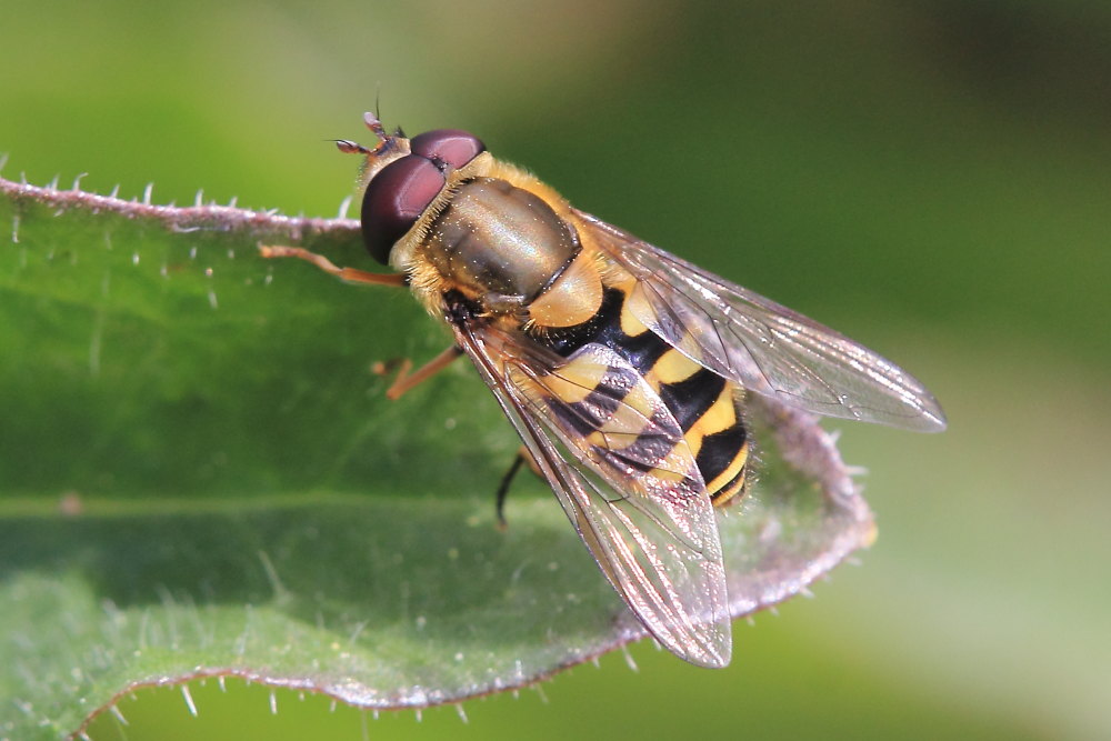 Syrphus ribesii (Syrphidae) maschio
