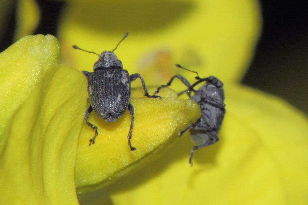 Curculionidae:  Ceutorhynchus obstrictus