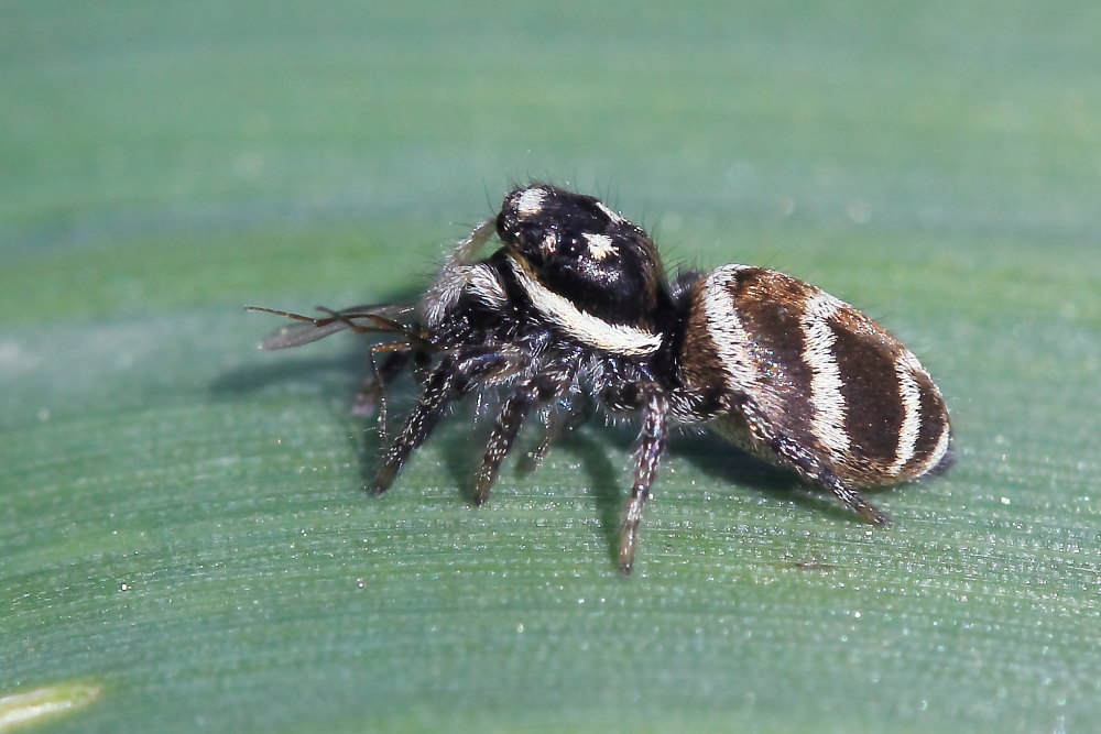 Salticus cf. propinquus - Agugliano (AN)