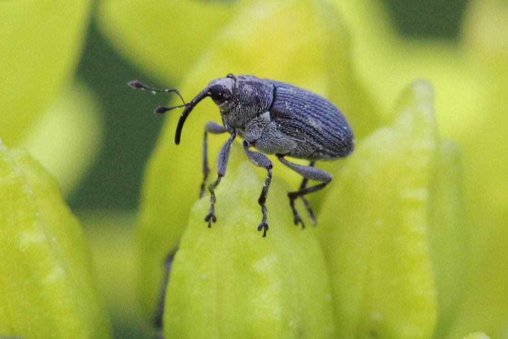 Curculionidae:  Ceutorhynchus obstrictus