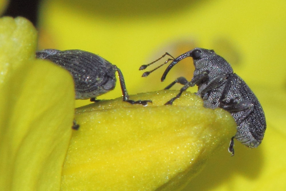 Curculionidae:  Ceutorhynchus obstrictus