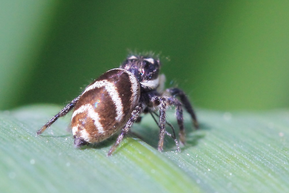 Salticus cf. propinquus - Agugliano (AN)