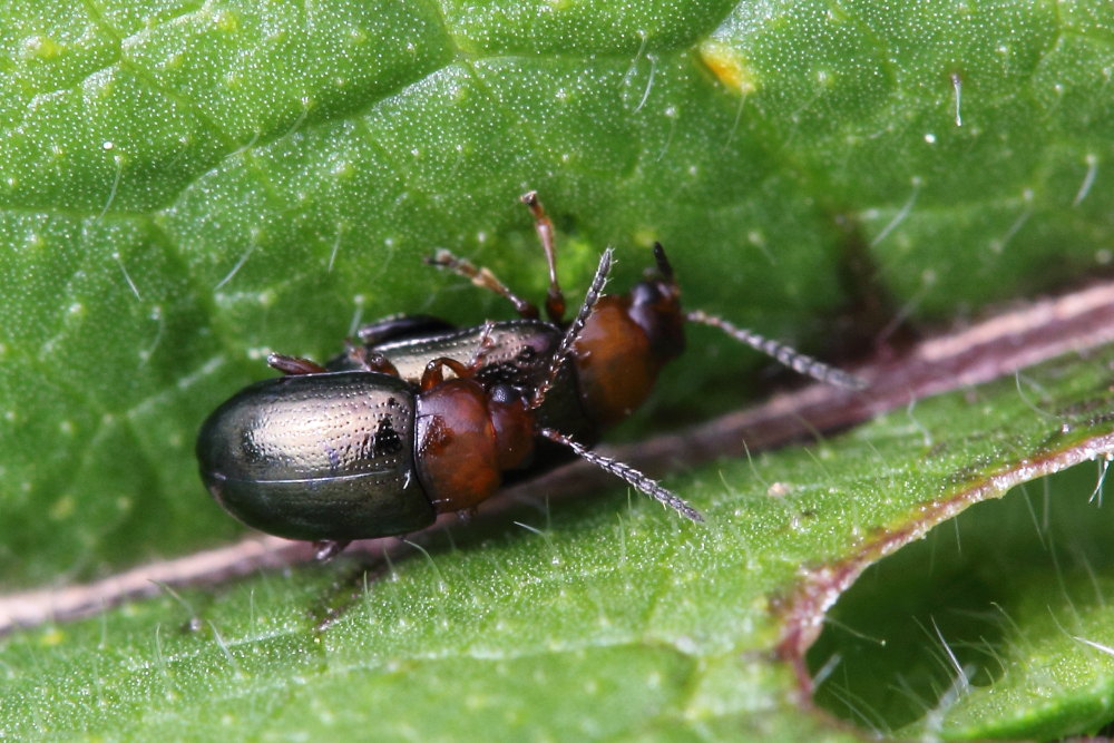 Podagrica malvae, Chrysomelidae