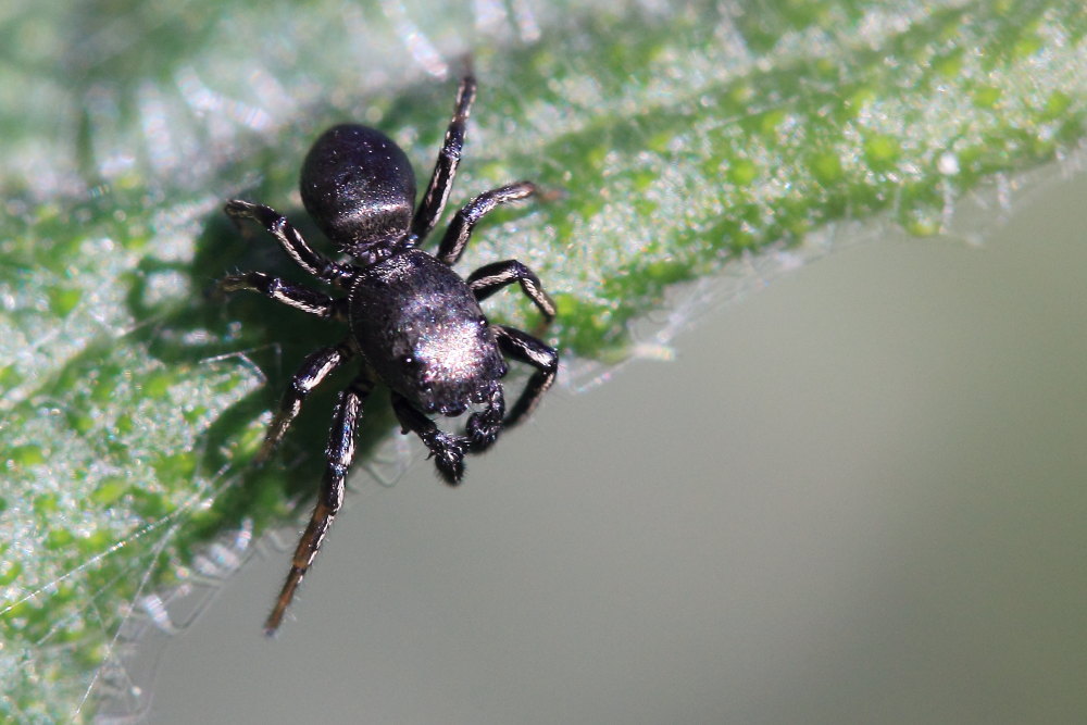 Heliophanus sp. - Parco del Conero (AN)