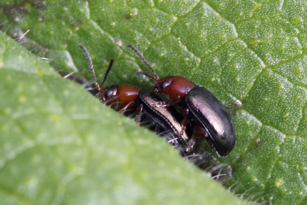 Podagrica malvae, Chrysomelidae