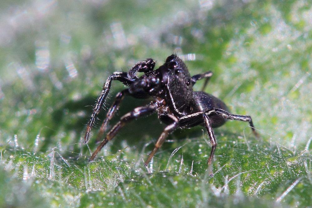 Heliophanus sp. - Parco del Conero (AN)