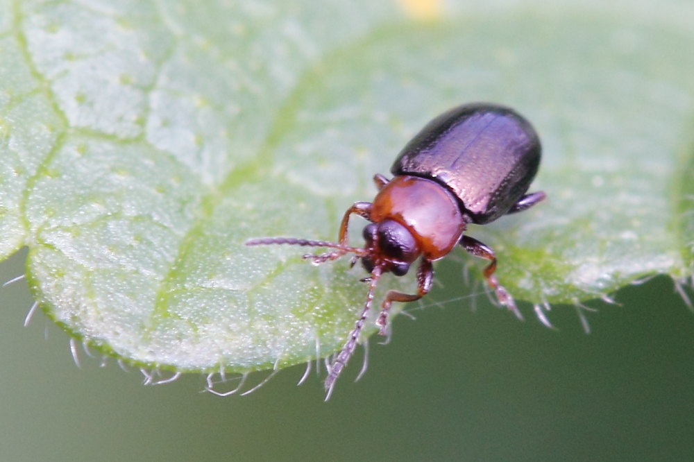 Podagrica malvae, Chrysomelidae