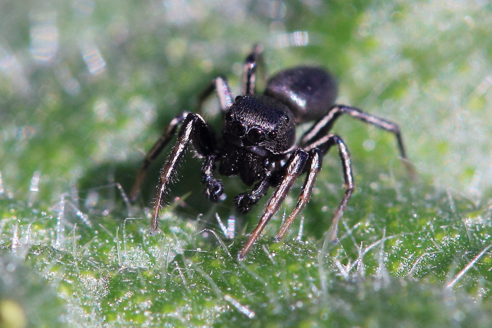 Heliophanus sp. - Parco del Conero (AN)