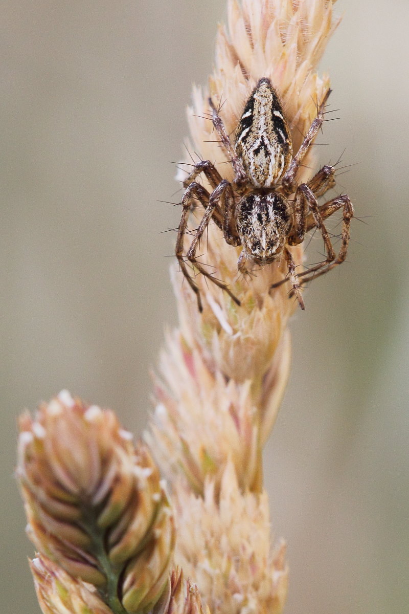 Oxyopes heterophtalmus - Monte Conero (AN)