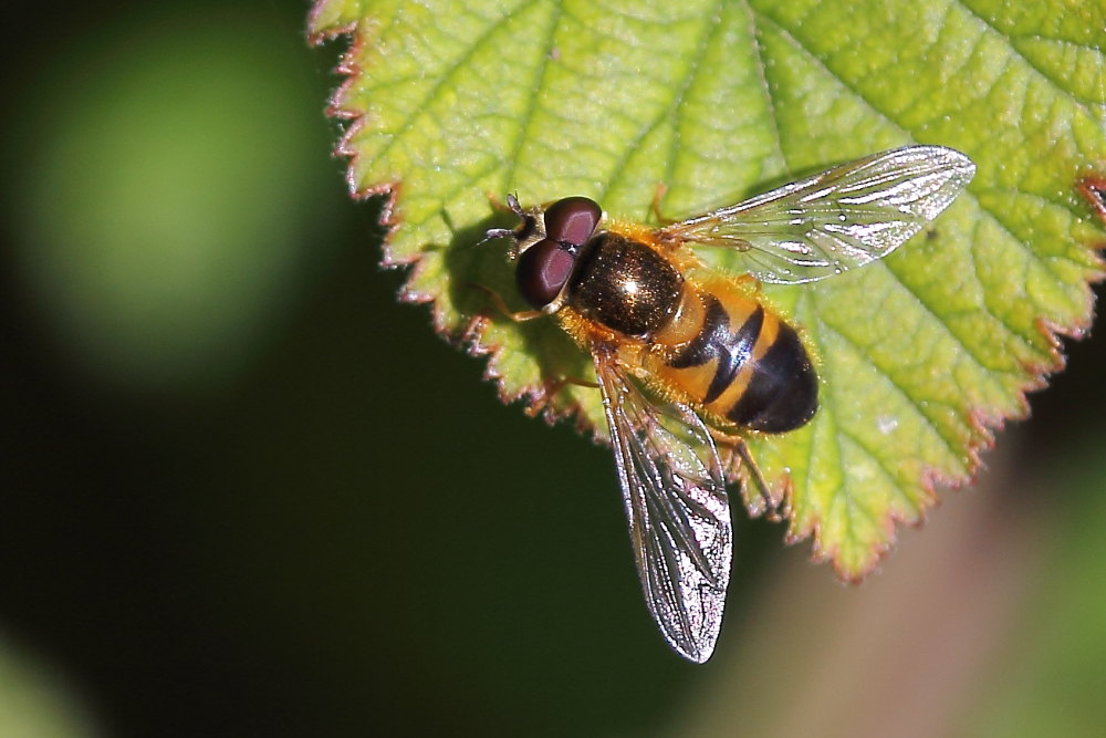 Epistrophe eligans (Syrphidae) maschio