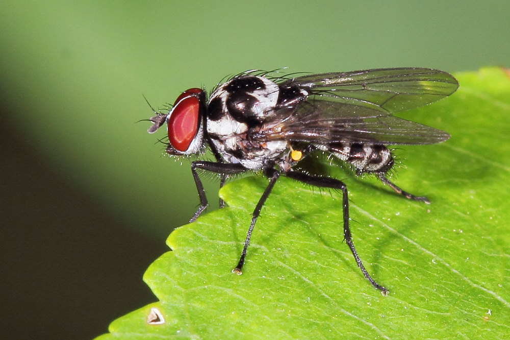 Anthomyia sp?