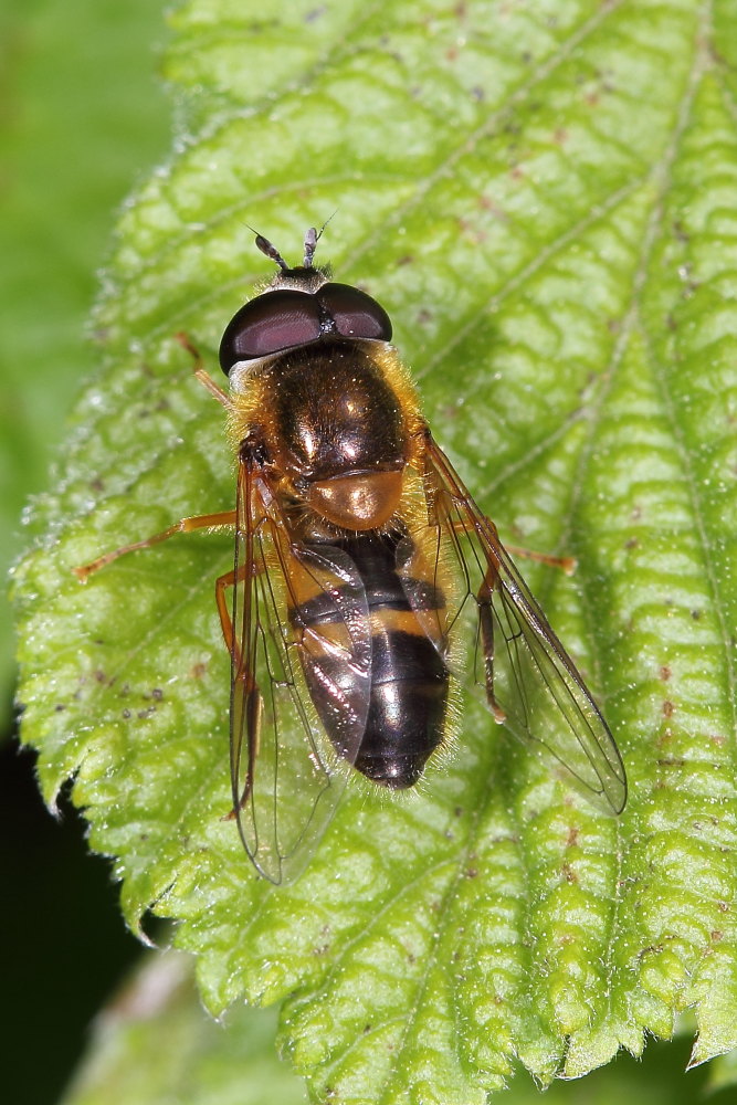 Epistrophe eligans (Syrphidae) maschio