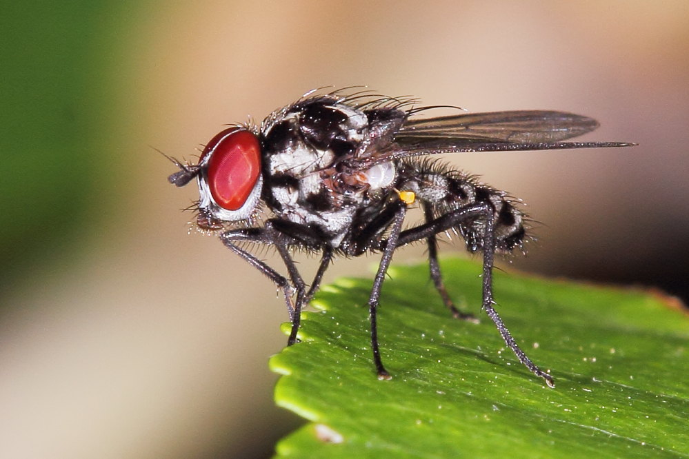 Anthomyia sp?