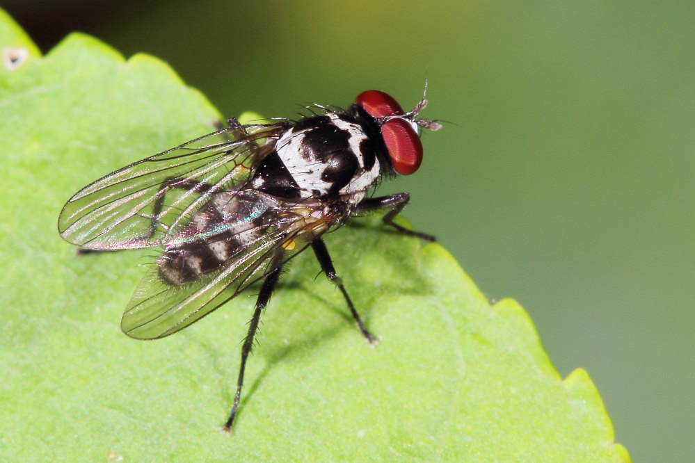 Anthomyia sp?