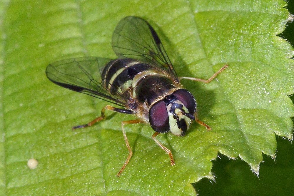Dasysyrphus venustus (Syrphidae) femmina
