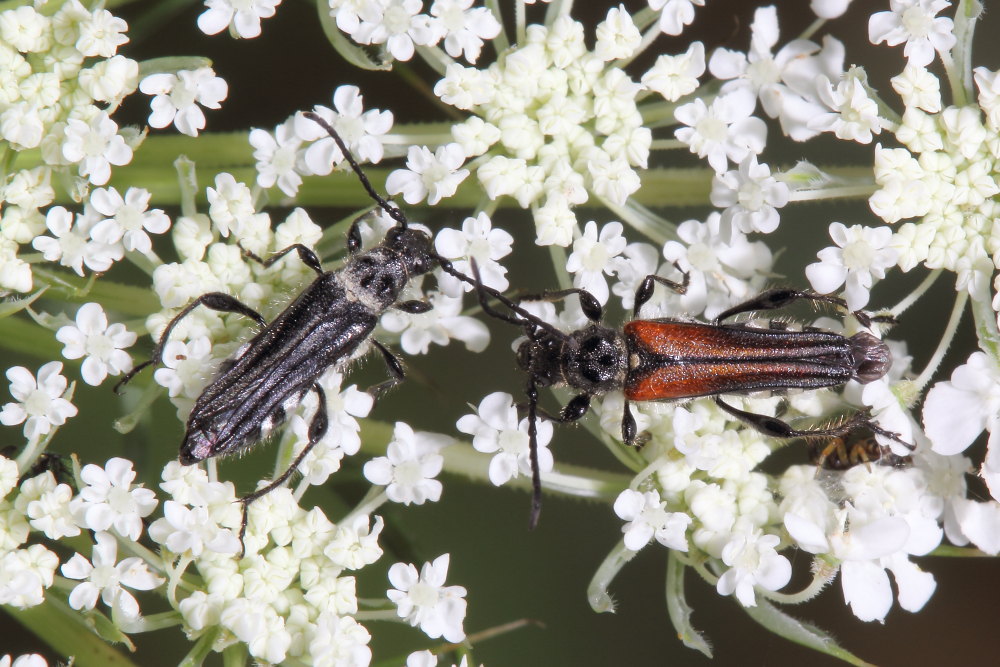 Da identificare - Stenopterus ater var. nigripes