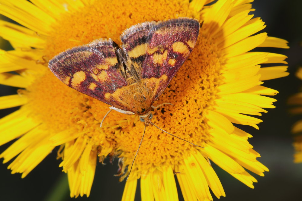 Pyrausta aurata