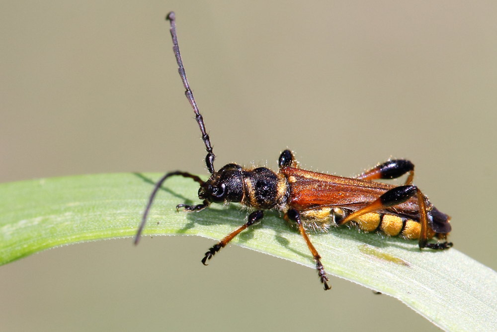 Da identificare - Stenopterus ater var. nigripes