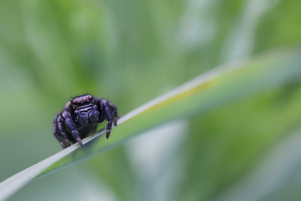 Salticidae.    Evarcha arcuata, maschio