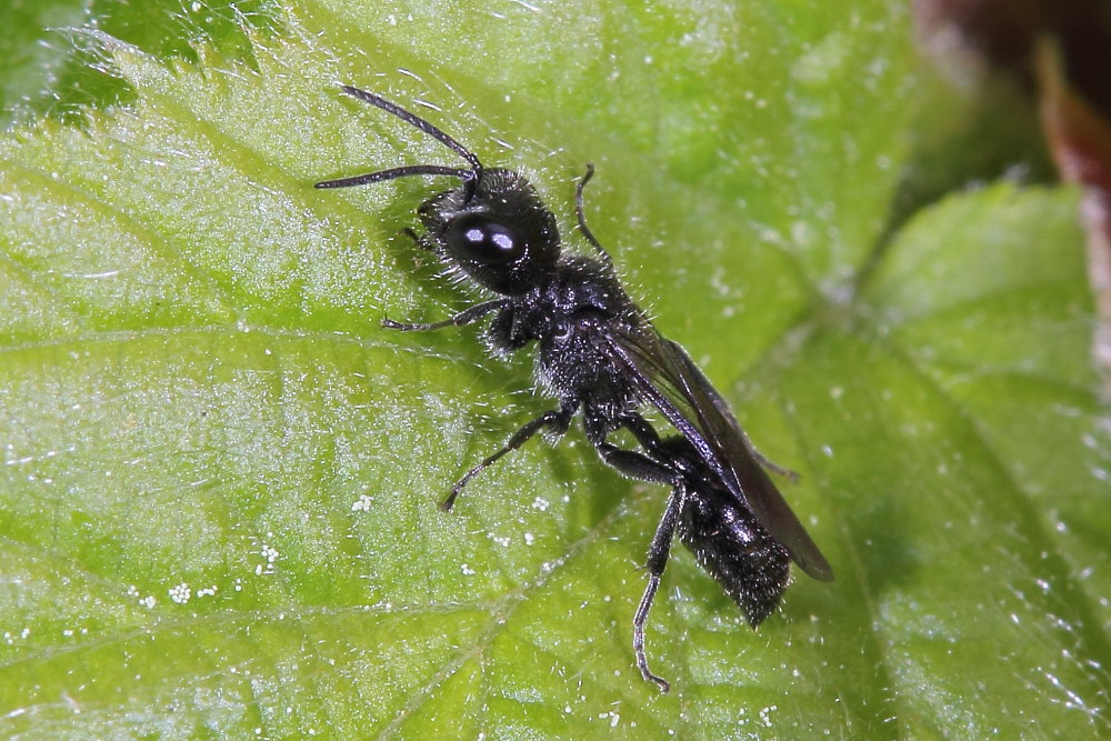 Crabronidae, Pemphredoninae