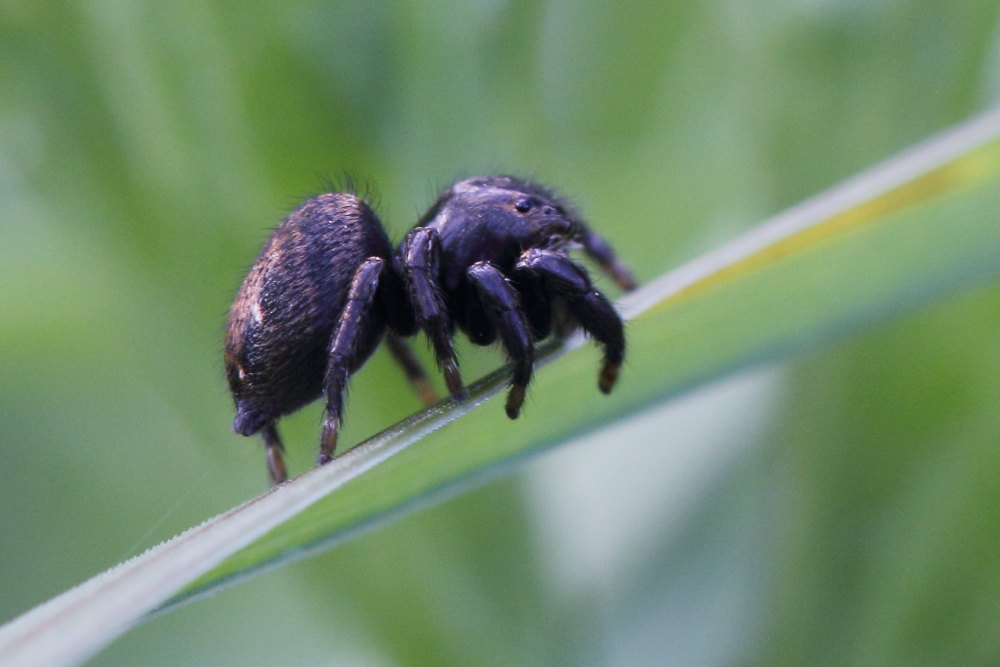Salticidae.    Evarcha arcuata, maschio