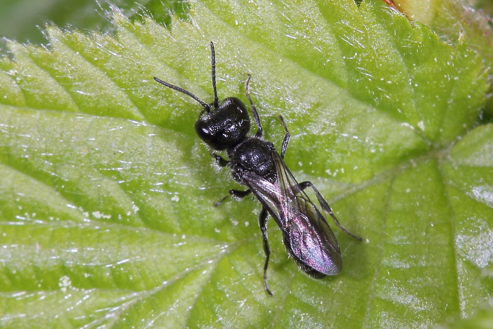 Crabronidae, Pemphredoninae