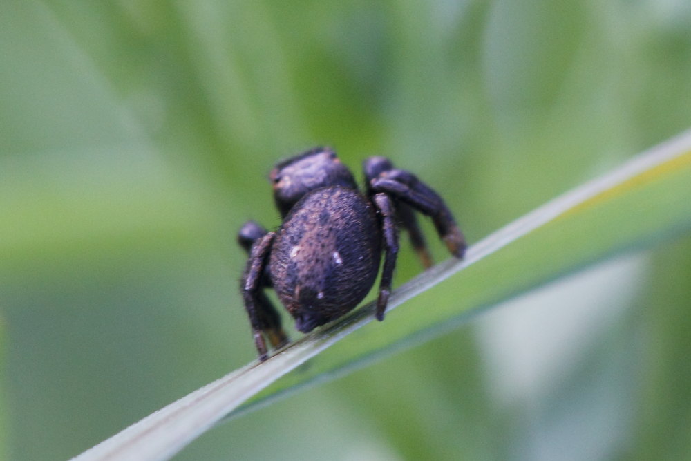 Salticidae.    Evarcha arcuata, maschio