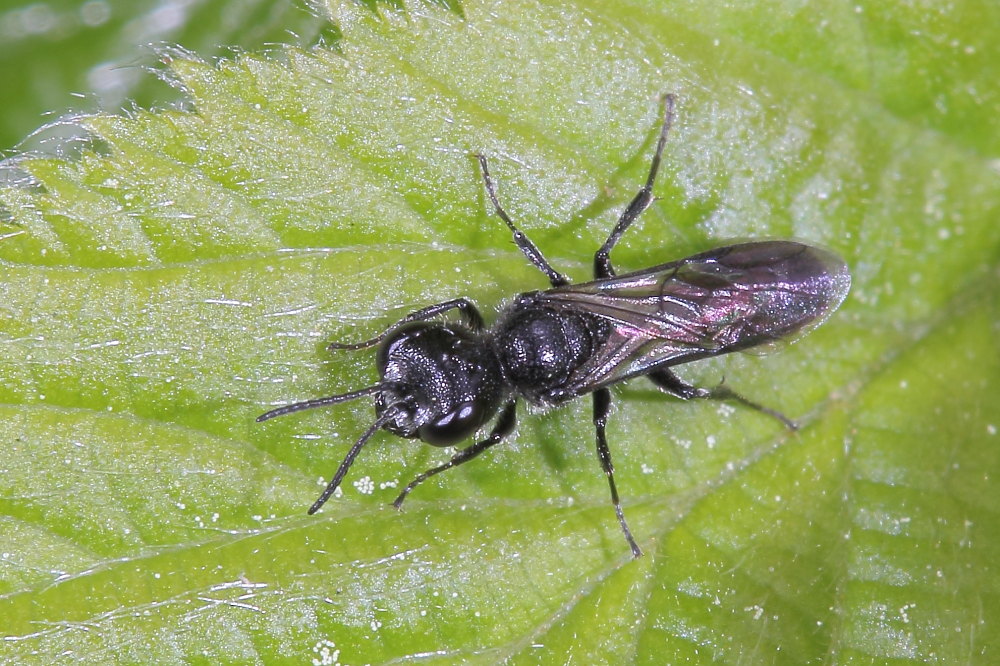 Crabronidae, Pemphredoninae