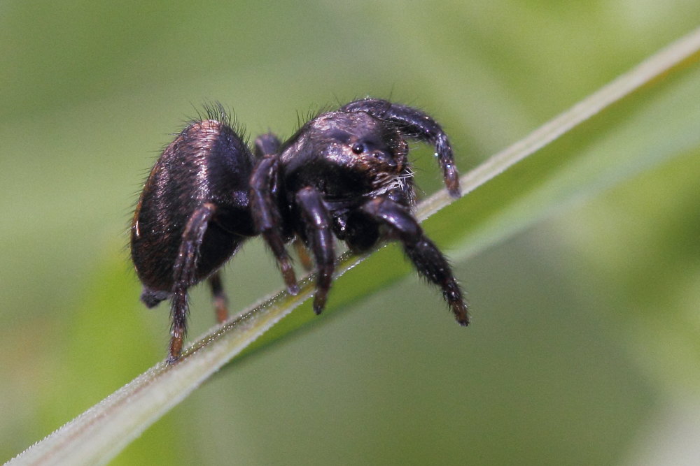 Salticidae.    Evarcha arcuata, maschio