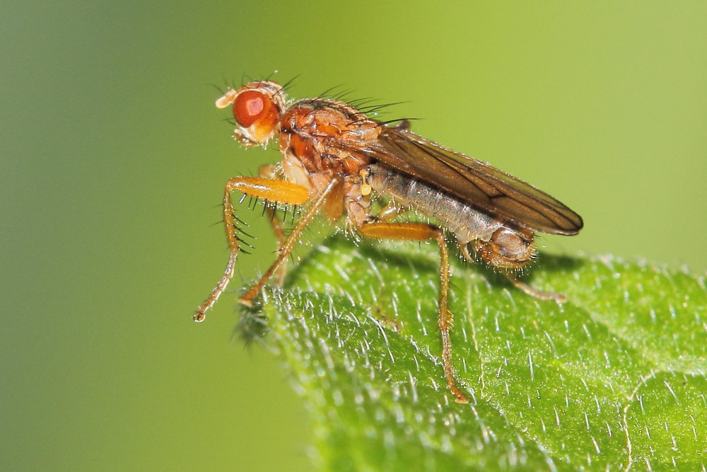 Nerellisoma sp.(Scathophagidae)-Tetanocera sp.(Sciomyzidae)