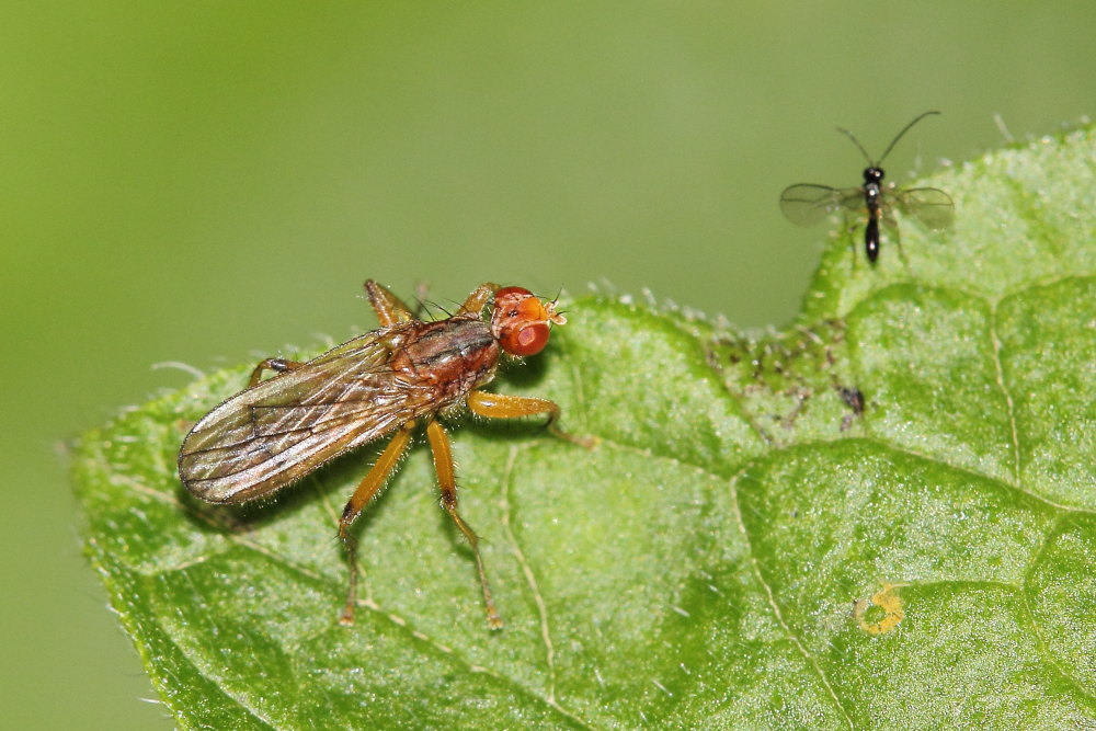 Nerellisoma sp.(Scathophagidae)-Tetanocera sp.(Sciomyzidae)