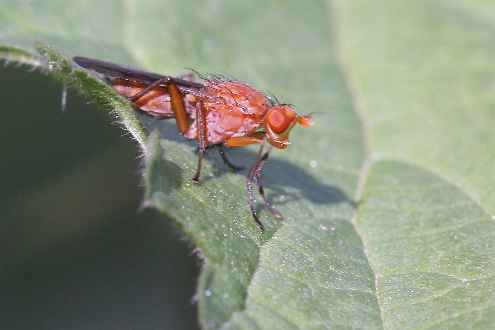 Nerellisoma sp.(Scathophagidae)-Tetanocera sp.(Sciomyzidae)