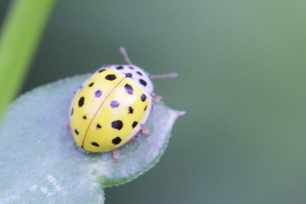 Psyllobora vigintiduopunctata, Coccinellidae