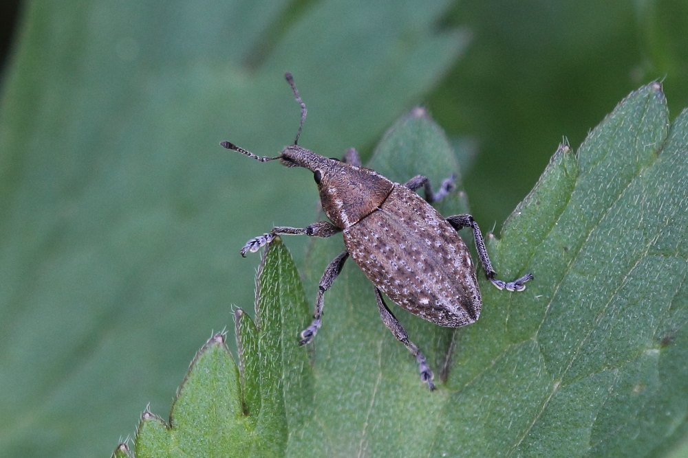Curculionidae:    Lepyrus cfr. capucinus