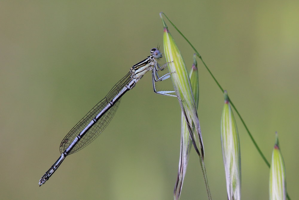 Platycnemis pennipes