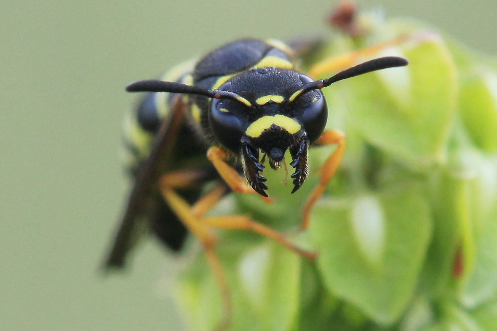 Gymnomerus laevipes