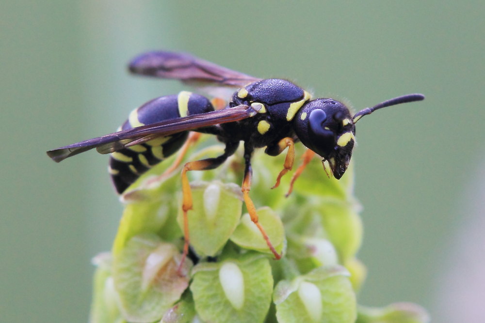 Gymnomerus laevipes