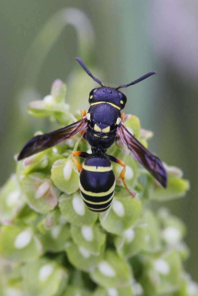Gymnomerus laevipes
