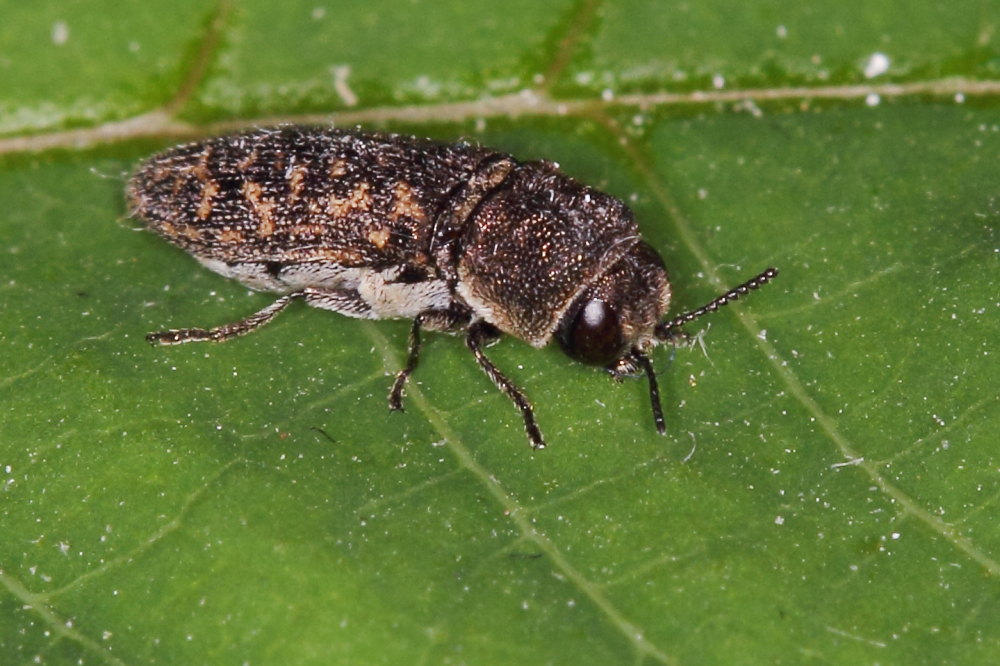 Acmaeoderella adspersula ssp. adspersula, Buprestidae