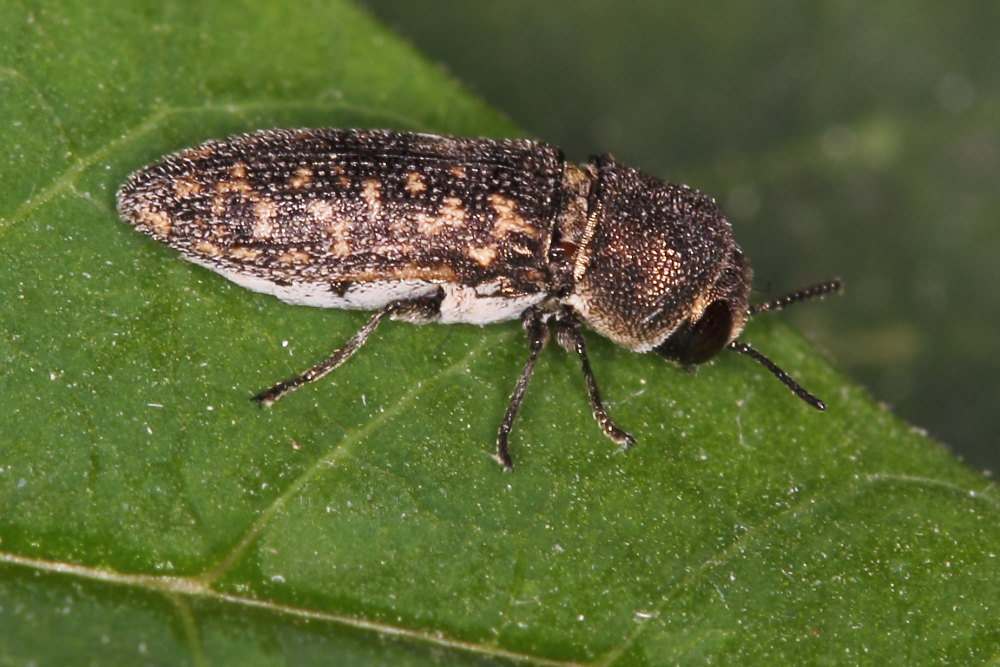 Acmaeoderella adspersula ssp. adspersula, Buprestidae