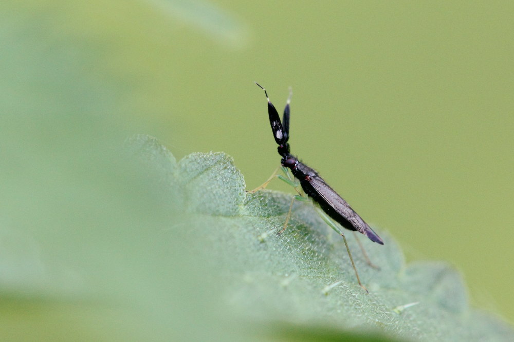 Miridae:  Heterotoma merioptera