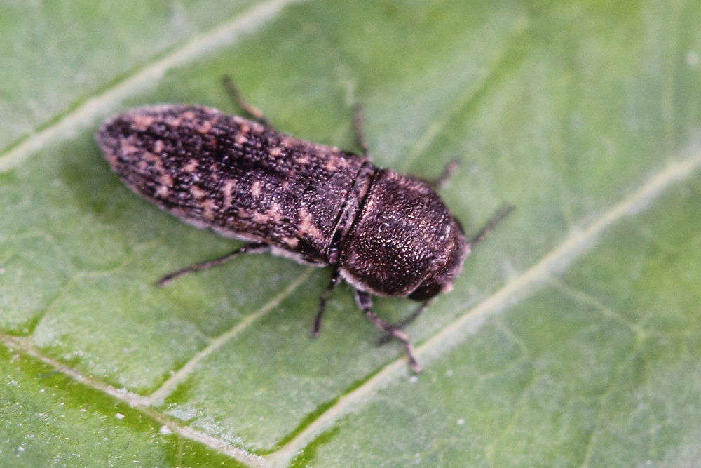 Acmaeoderella adspersula ssp. adspersula, Buprestidae