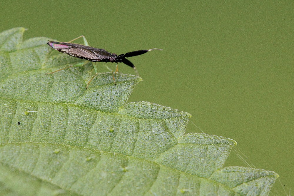 Miridae:  Heterotoma merioptera