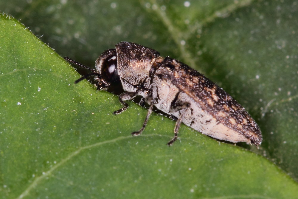 Acmaeoderella adspersula ssp. adspersula, Buprestidae