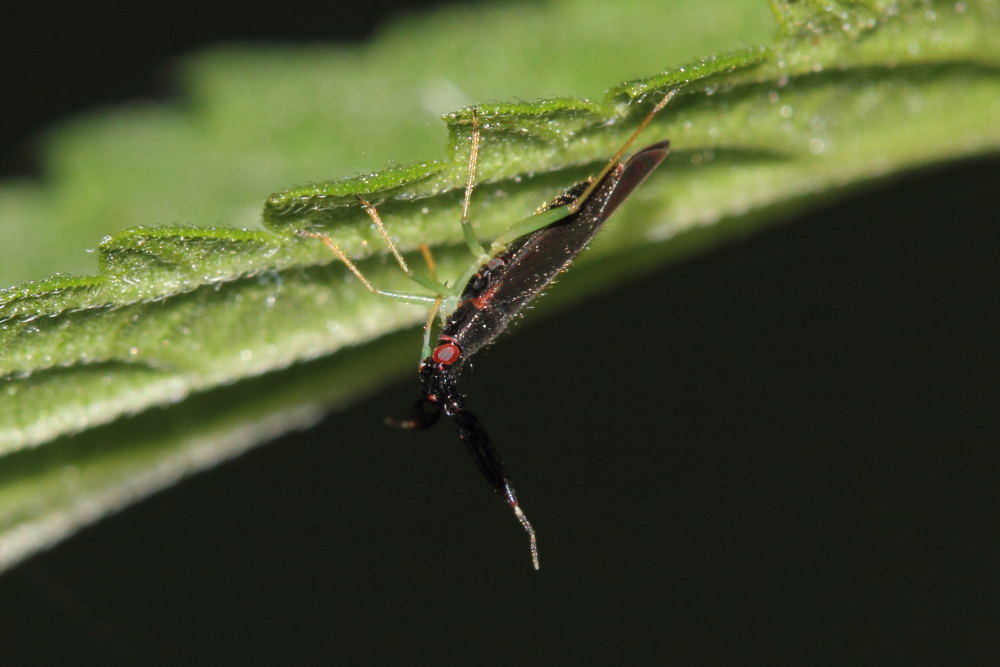 Miridae:  Heterotoma merioptera