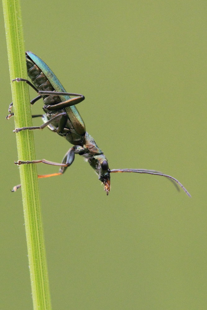 Chrysanthia viridissima, Oedemeridae