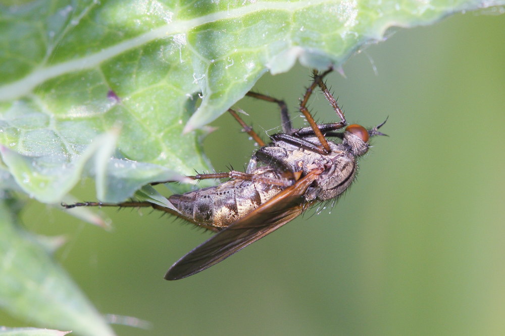 Empis (Euempis) tessellata femmina (Empididae)